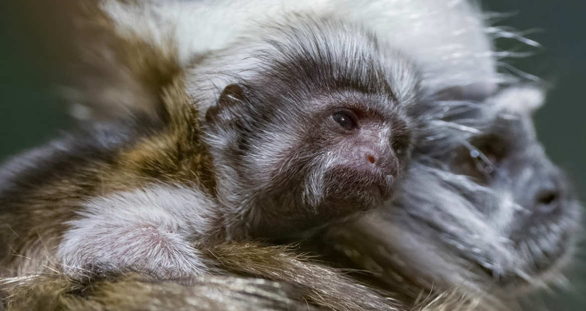 Critically Endangered Cotton-Top Tamarin Born at Nashville Zoo