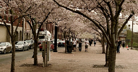 NFL to pay Metro $10K to cut down 21 cherry blossom trees for NFL Draft, says tree group